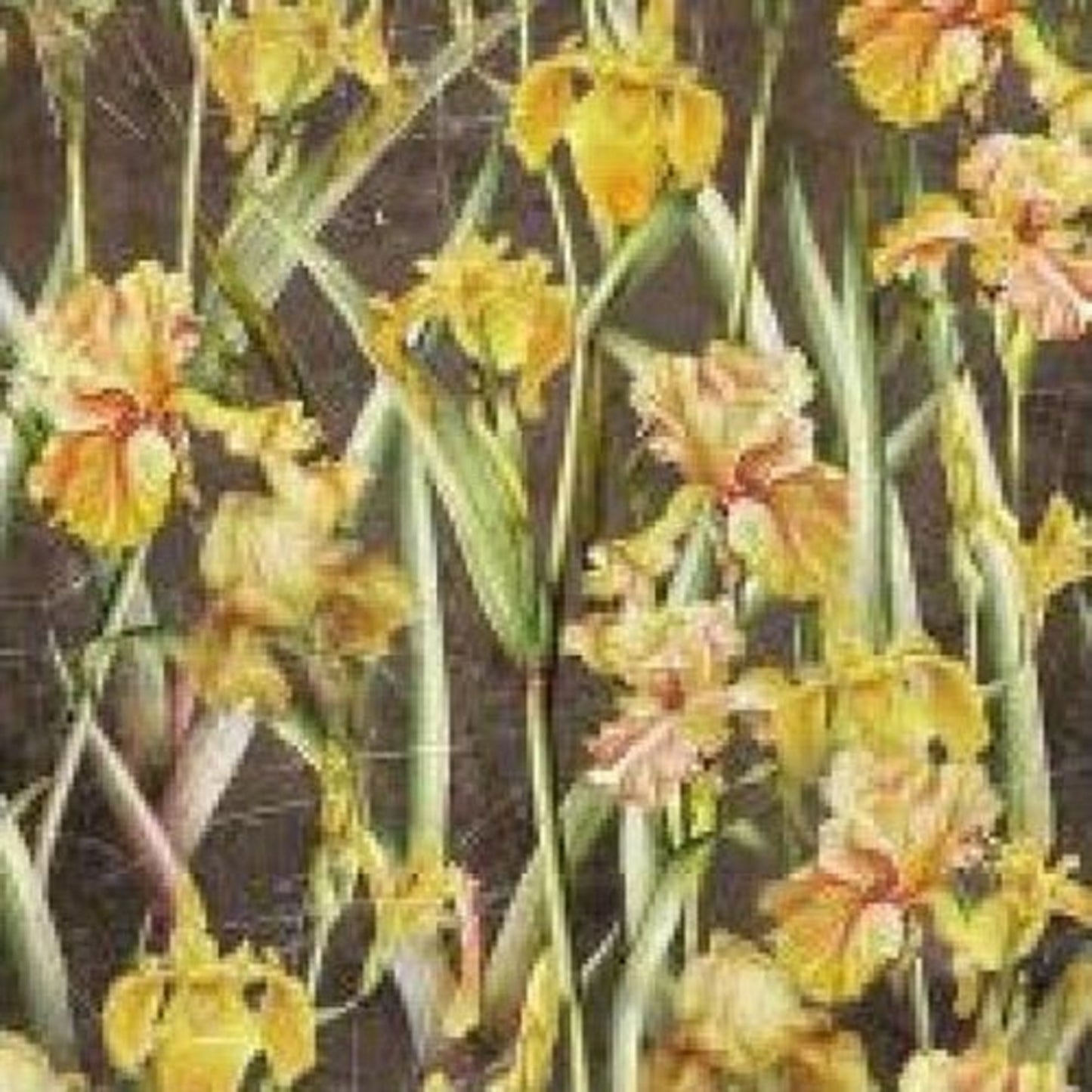 Abbey's Garden-Camelot Cottons-BTY