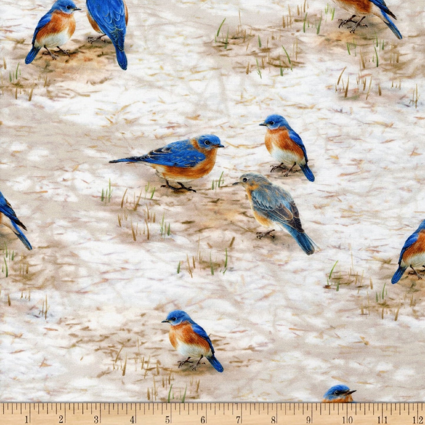 Winter Visitors "Eastern Blue Bird"-Robert Kaufman-BTY
